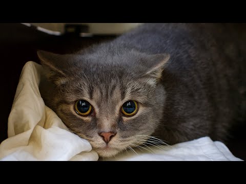 Видео: Эти глаза 5 лет смотрели с недоверием к людям... После схватки с собаками в них появилось то, что...