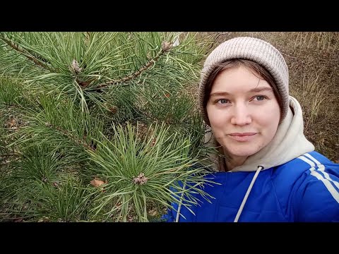 Видео: Что случилось с утками 😱Собираем шиповник, смотрим какие грибы у нас растут! 🍄🌲прогулка с мышкой