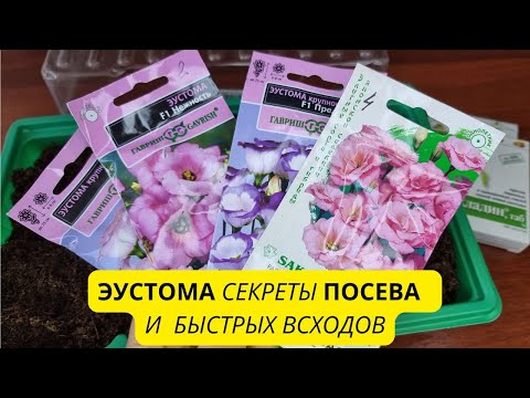 Видео: 🌺ЭУСТОМА - Секреты посева и быстрых ВСХОДОВ 🌱