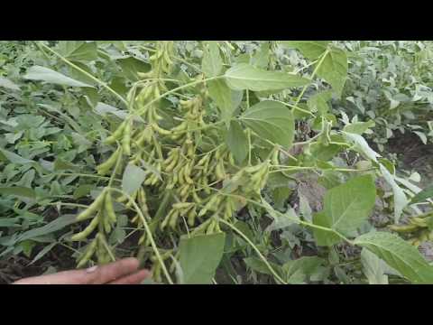 Видео: Огляд нового насіння супер сої.