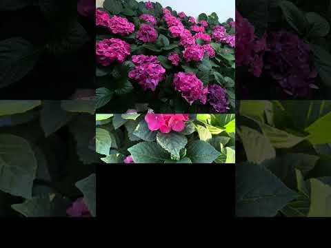 Видео: Обзор ремонтантных сортов крупнолистной гортензии🔥#ремонтантнаягортензия