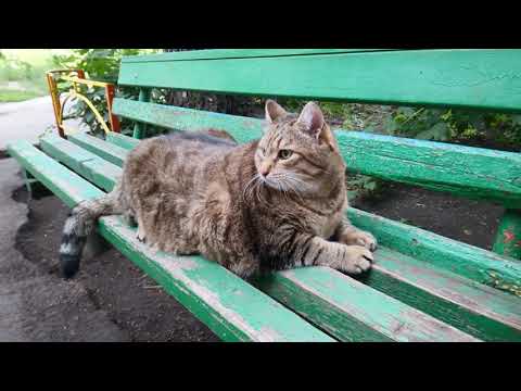 Видео: Толстый кот Степа и его пузико вышли на прогулку
