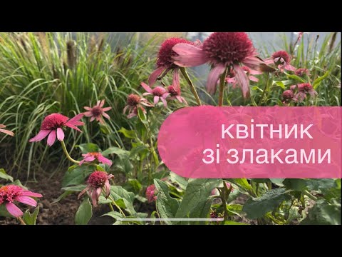 Видео: Створення злакового квітника Частина2 •Пересадка трав•Андропогон