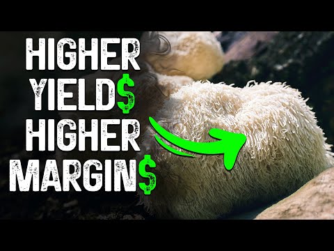 Видео: Гриб львиная грива: лучший деликатесный гриб для выращивания на вашей ферме