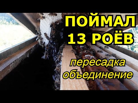 Видео: Поймал 13 роёв! Объединяю рои! Рой 11, 12, 13