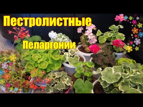 Видео: Мои пестролистные пеларгонии