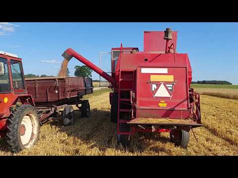 Видео: Т-25 , Джоник и Масси на уборке пшеницы в Латгалии.