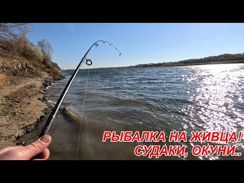 Видео: Рыбалка на живца! Река Ока! СУДАК, ОКУНЬ АЖ СПИННИНГ СШИБАЕТ!