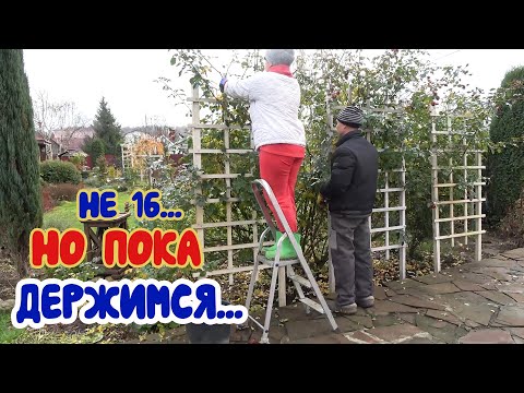 Видео: Как отправить на зимовку плетистые розы и не умереть? Подробная инструкция!