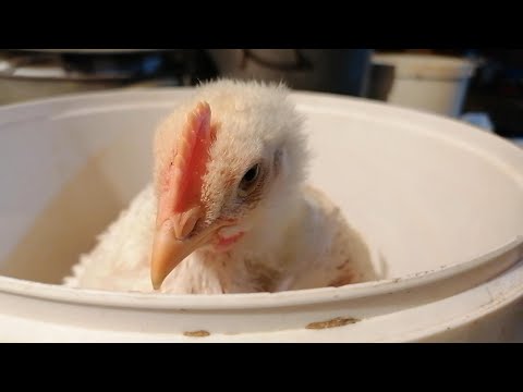 Видео: Важимо бройлера. Бройлер мало не РОЗБИВСЯ! We weigh the broiler! The broiler almost crashed!