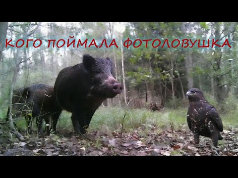 Видео: ФОТОЛОВУШКА НА ОПУШКЕ ЛЕСА #кабан #лиса #wildlifecam
