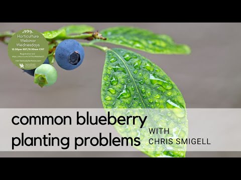 Видео: Распространенные проблемы при посадке черники