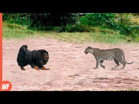 Видео: Этот леопард столкнулся с не той собакой... Он поплатился за это
