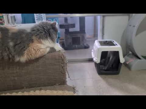 Видео: Кто желает мне помочь .Наш PayPalesterizabella1@gmail.com