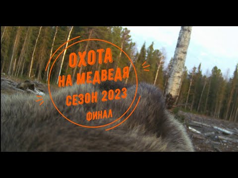 Видео: Привада на медведя 2023. Финал.