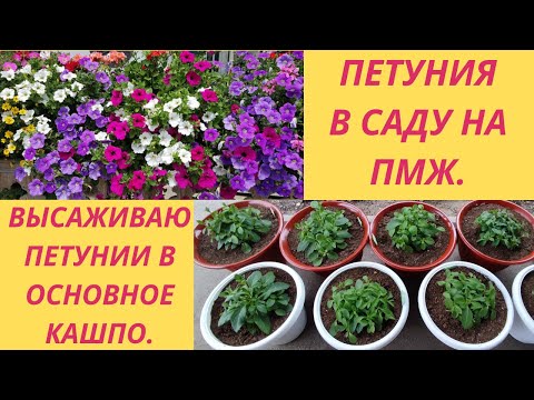 Видео: Петуния. Высаживаю в кашпо на постоянное место. Как пересадить в какой обьем кашпо. Как поливать.