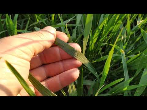 Видео: Обзор пшеницы после 40 кг. карбамида по листу