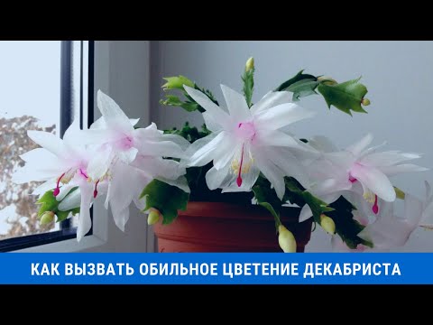 Видео: Как вызвать обильное цветение декабриста в домашних условиях