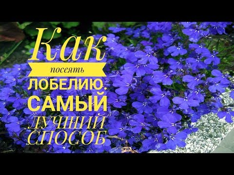 Видео: Как посеять Лобелию САМЫЙ ЛУЧШИЙ СПОСОБ