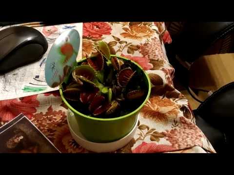 Видео: Мухоловка