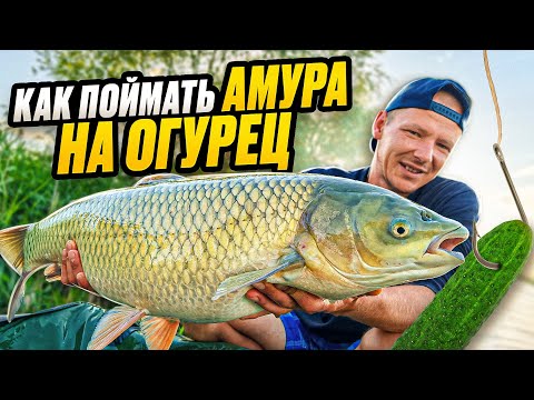 Видео: Хотите поймать БЕЛОГО АМУРЯ? Попробуйте это!