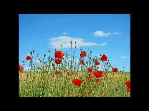 Видео: Сигнал - "Вятърът"