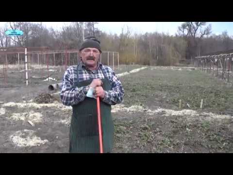 Видео: КЛУБНИКА. ПЕРВООЧЕРЕДНЫЕ  ВЕСЕННИЕ РАБОТЫ НА КЛУБНИКЕ.