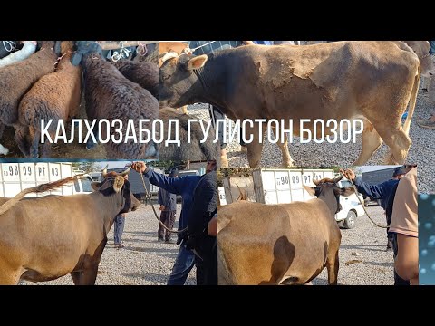 Видео: КАЛХОЗАБОД ГУЛИСТОН БОЗОР 👍 👍 