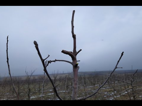 Видео: Обрезка яблони зимой. Обрезка центрального проводника. Обрезка яблони веретено. Подвой мм 106.