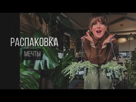 Видео: РАСПАКОВКА МЕЧТЫ.ХОЙИ.ДИСХИДИЯ🪴#хойя #алоказия #комнатныерастения #монстера #пересадка #дисхидия