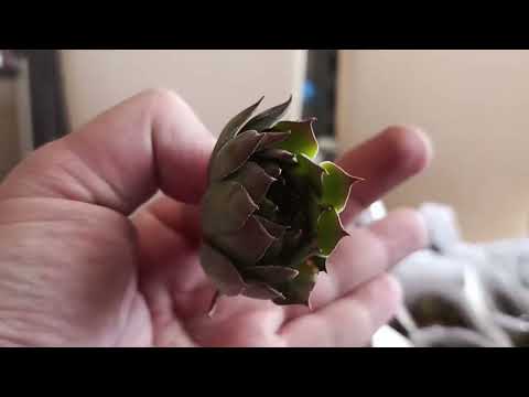 Видео: Распаковка молодило (часть 8)