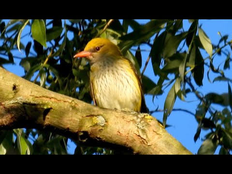 Видео: Žluva hajní, Eurasian Golden Oriole, Pirol, Loriot d'Europe, Обыкновенная иволга, Wilga