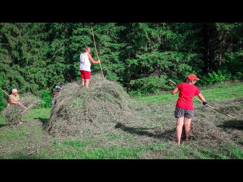 Видео: Як заготовлюють сіно в Карпатах. Гуцули заготовляють сіно на зиму