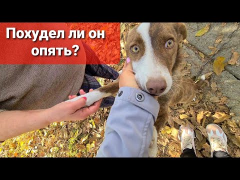 Видео: Наконец проведали Дозора спустя месяц.