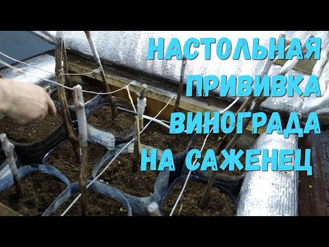 Видео: Настольная прививка винограда на саженец