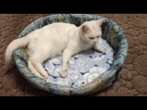 Видео: Лежанка для животных. Шьем сами.