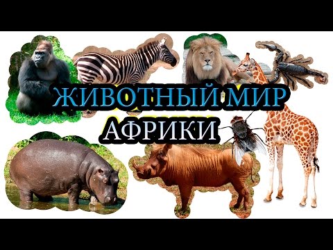 Видео: Животный мир Африки. Как говорят животные? Слушаем звуки. Развивающие мультики.