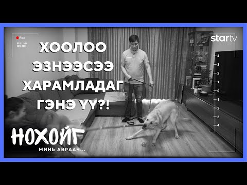 Видео: Токи 🐾 НОХОЙГ МИНЬ АВРААЧ