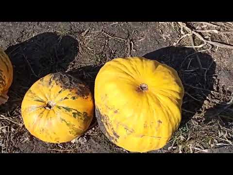 Видео: Гарбузові жнива. Молотимо гарбузи в 2025 році.