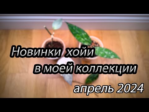 Видео: Новинки хойи в моей коллекции. Апрель 2024