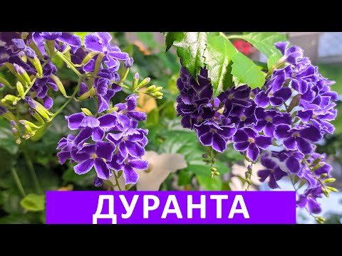 Видео: Дуранта (Duranta) цветёт.