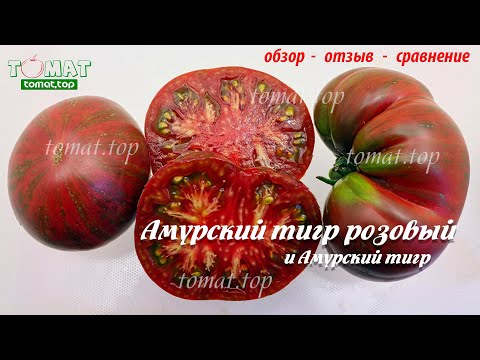 Видео: Томат Амурский тигр розовый и Амурский тигр. Аэлита. Обзор. Отзыв. Сравнение с похожими сортами