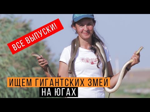 Видео: Ловим ГИГАНТСКОГО желтобрюха — МЕГАВЫПУСК! + секретный эпизод / Змеелов - ученый