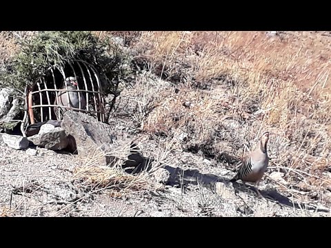 Видео: 1 ОКТЯБР 2025 ЧУЧА ШИКОР 👍👍💥💥💥