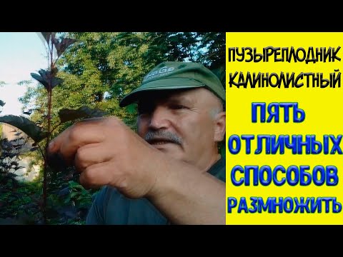 Видео: Как размножить пузыреплодник. Пять отличных способов!