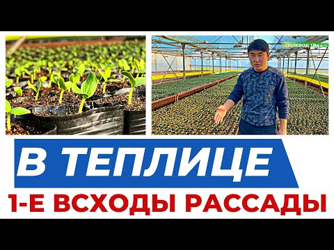 Видео: ПОДГОТОВКА ТЕПЛИЦЫ К НОВОМУ СЕЗОНУ. 2 ЦИКЛ 2 СЕРИЯ #теплица #агроном