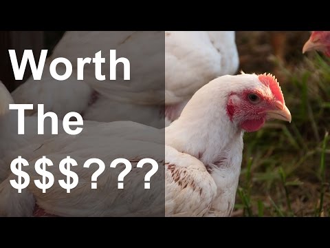 Видео: Выгодно ли пастбищное птицеводство? — Реальные цифры выращивания корнишских кур