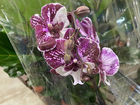 Видео: "7 ЦВЕТОВ" ШИКАРНЫЙ ЗАВОЗ ОРХИДЕЙ / МНОГО БИГ ЛИПОВ И ДРУГОЙ КРАСОТЫ /