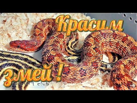 Видео: Как покрасить живую змею?