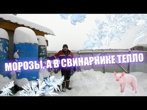 Видео: МОРОЗЫ, А В СВИНАРНИКЕ ТЕПЛО БЕЗ ОТОПЛЕНИЯ ! | МОЩНЫЙ снегопад в Казани | Свиноводы в снегу